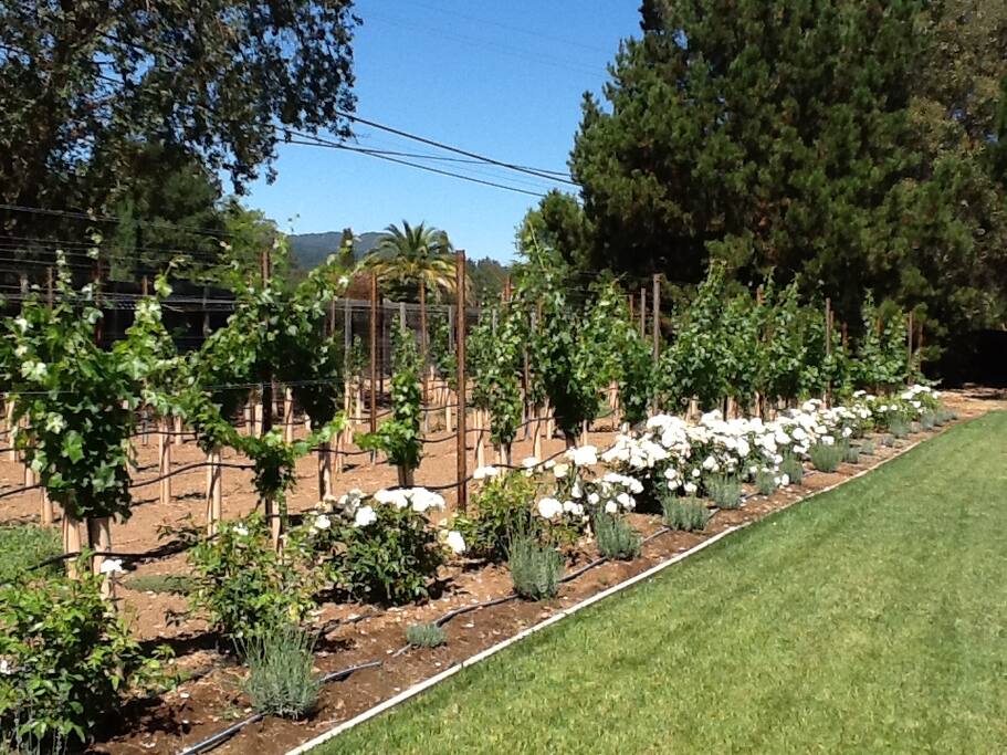 Vines and Roses