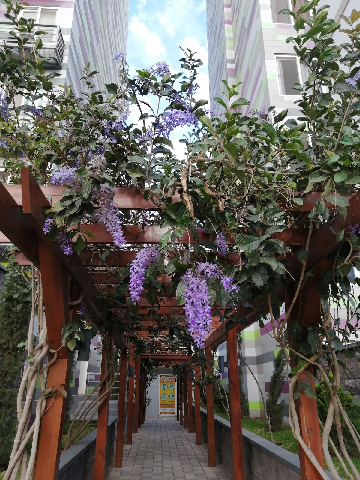 A wooden trellis is adorned with vibrant purple flowers and lush green foliage. The pathway below is lined with pavers, leading towards a colorful entrance visible at the end of the corridor, framed by towering building facades on both sides.