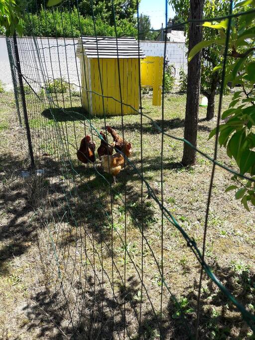 les poules