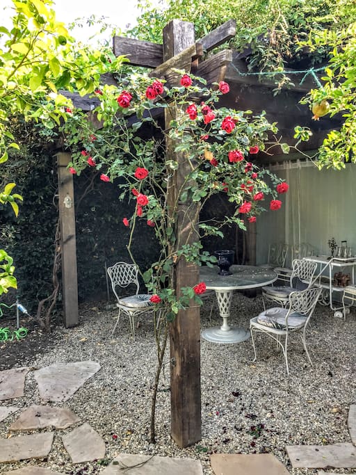 Table and chairs under a trellis with climbing roses adjacent to a lemon and pomegranate tree.
