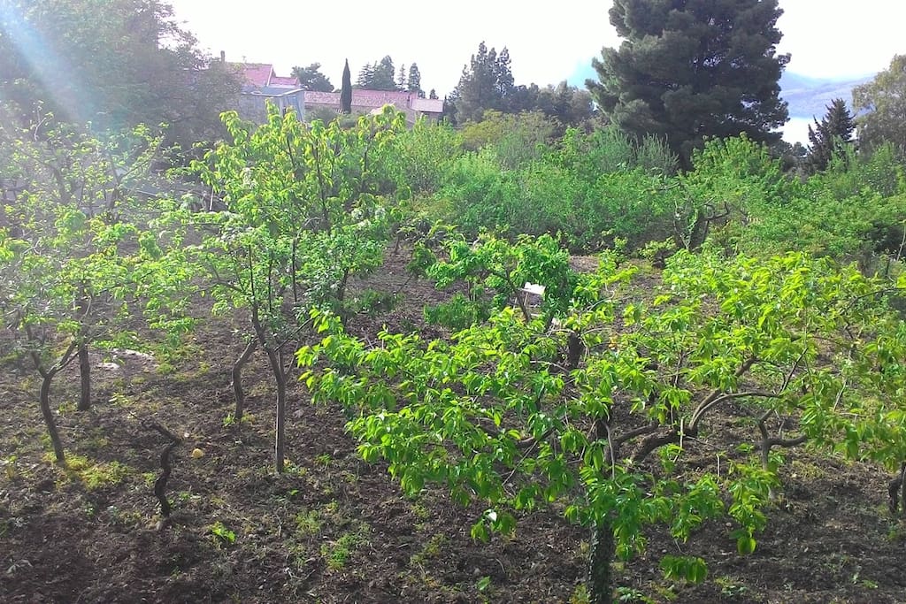 giardino