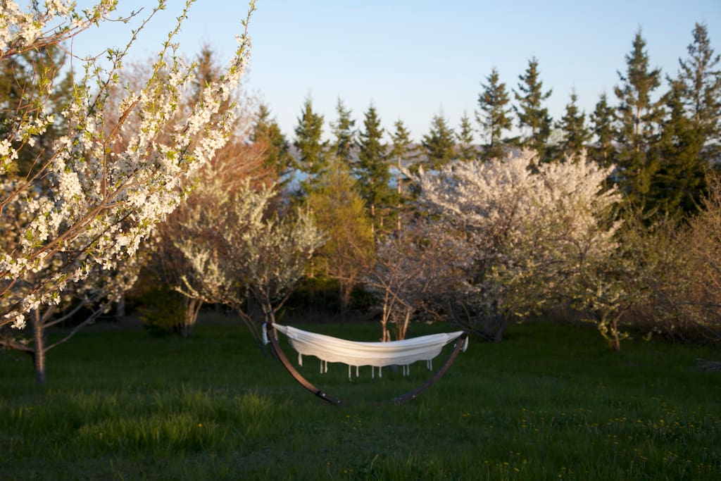 Guests are welcome to use a cotton hammock.