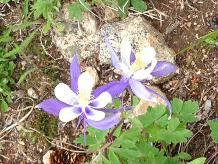 State flowers - delicate Columbines come in many colors, found growing wild