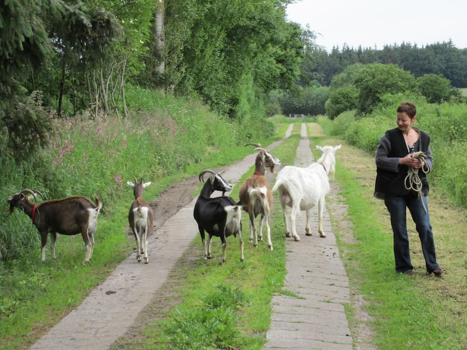 Spaziergang mit Ziegen