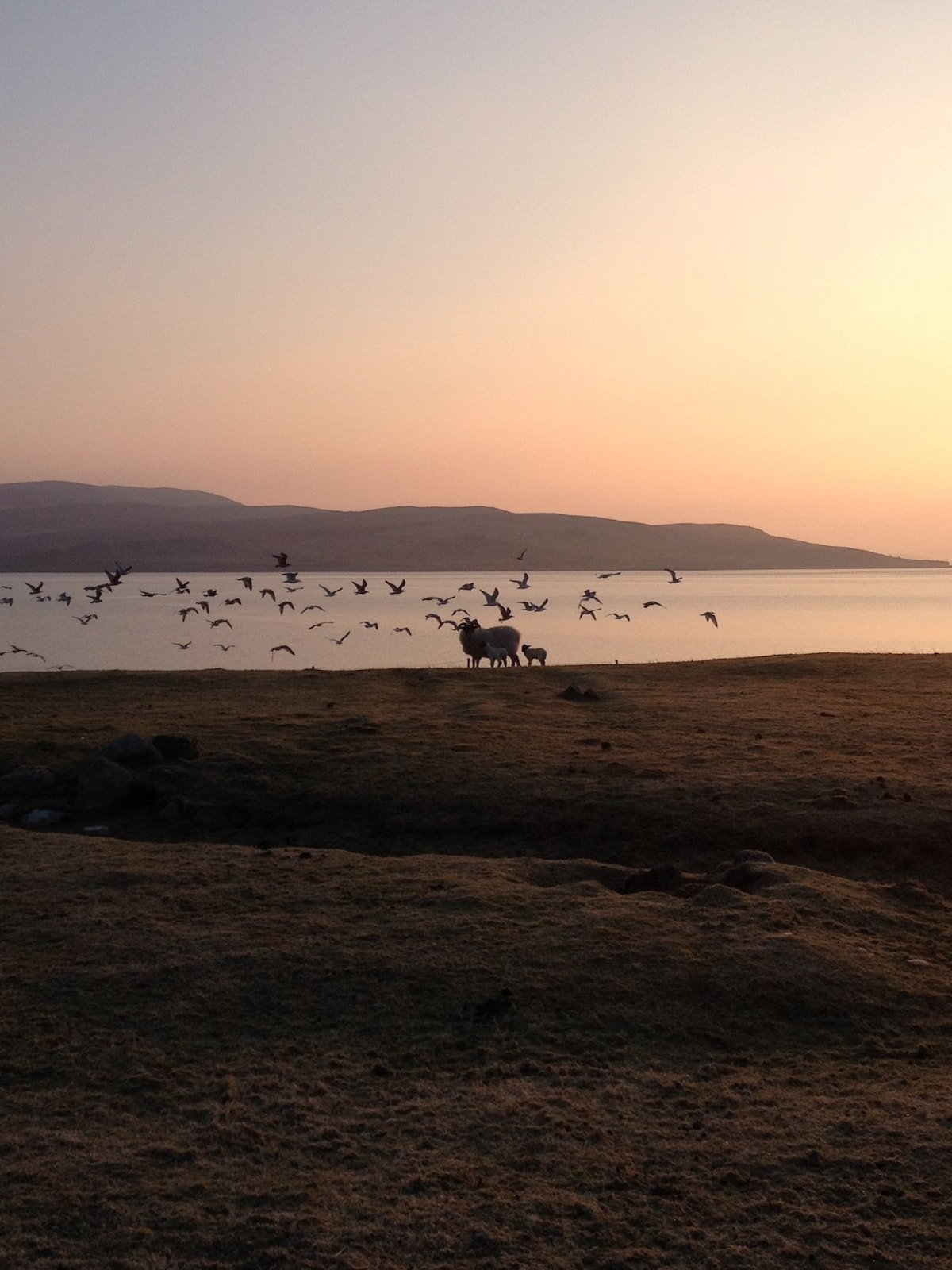 A serene landscape captures a scenic view of a shoreline at sunset, with silhouettes of sheep grazing near the water's edge. Birds are seen flying in various directions above the gentle waves, adding a dynamic element to the tranquil setting of hills in the background.