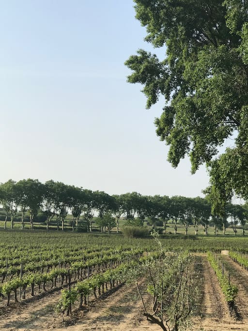 Vineyards surrounding property/Vignobles entourant la propriété/Wijngaarden rondom eigendom