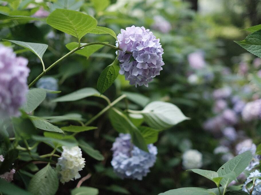 谁说一定要去日本看紫阳花 在南京我也有一片 南京旅游攻略 尽在airbnb爱彼迎