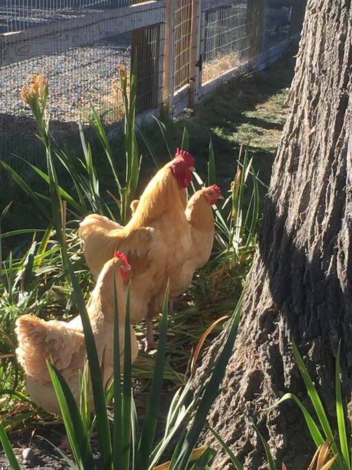 Fresh eggs and happy chickens (beware the rooster).