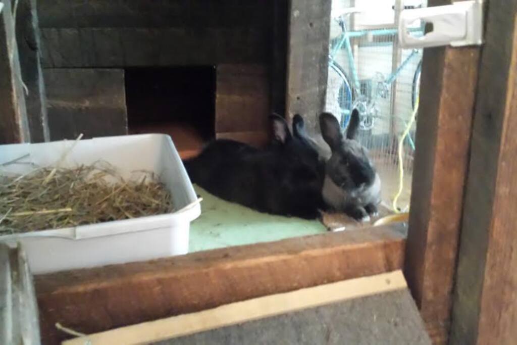Bunny Blue & Sorghum