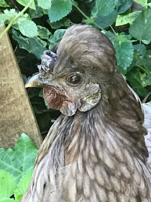 Mrs G local bantam