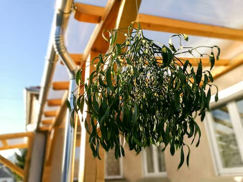 Fully separated house in Sárvár