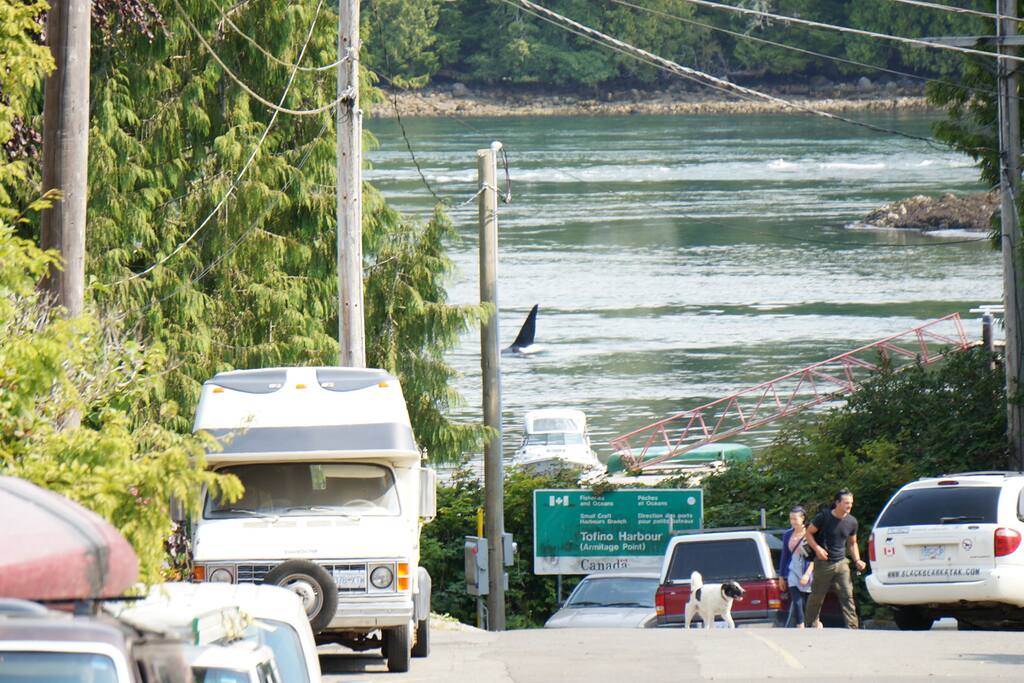 Killer whale cruising by looking down Olsen rd .