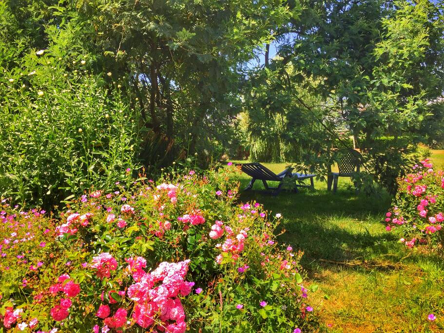 In unserem Garten, unter dem Mimosen-Baum