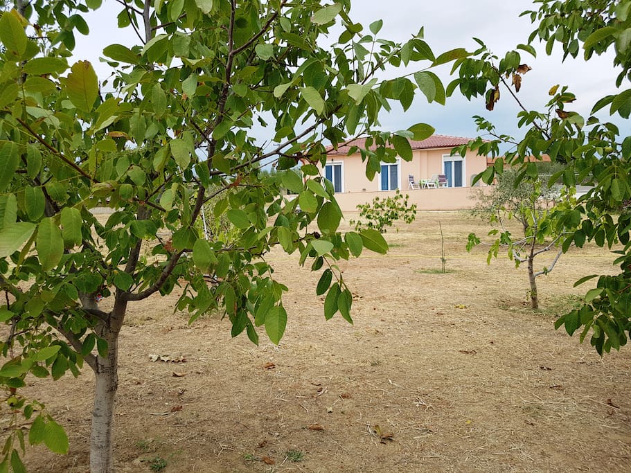 private garden with olive trees, vineyards and fruit trees!