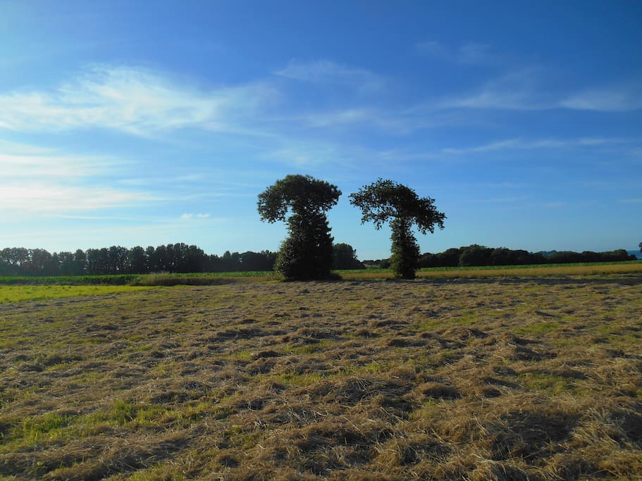 Jardin (7 000 m2) vu depuis la maison