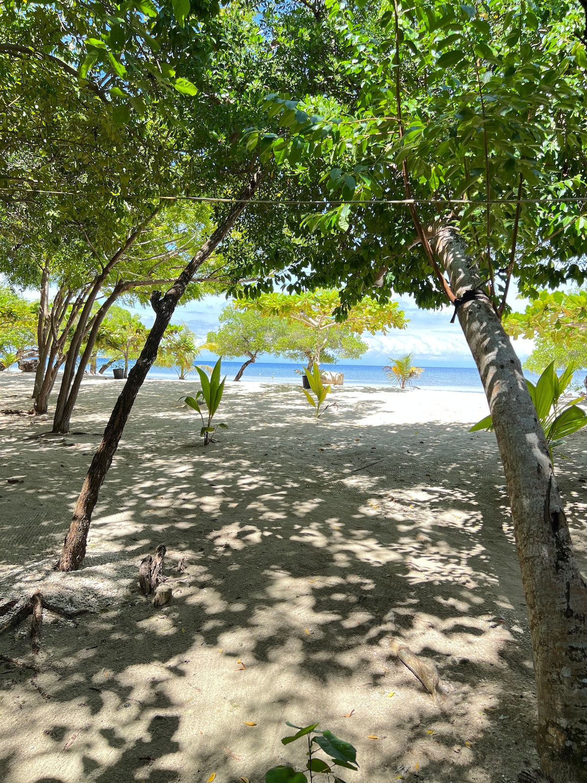 A sandy pathway framed by trees leads to a serene beach. Sunlight filters through the leaves, creating dappled patterns on the ground. Gentle waves can be seen in the background, with a peaceful atmosphere fostered by the lush greenery surrounding the area.