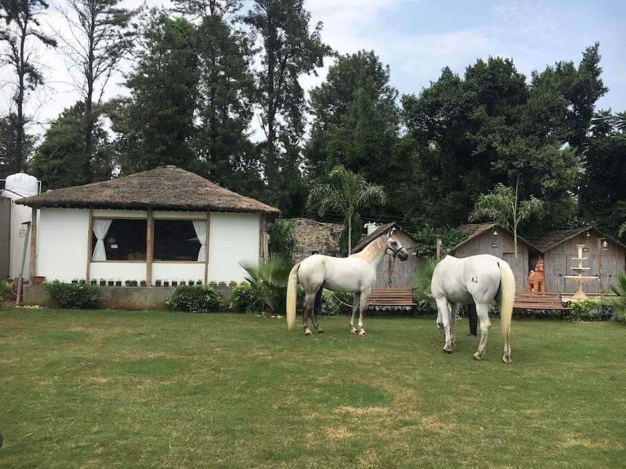 Live close to nature and try your hands at horseback riding