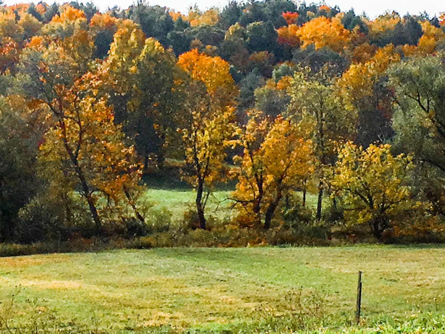 Fall colors