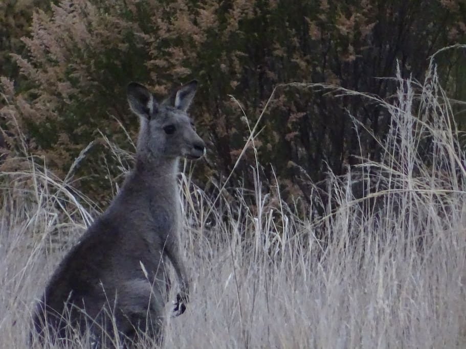 Resident Grey Kangaroo