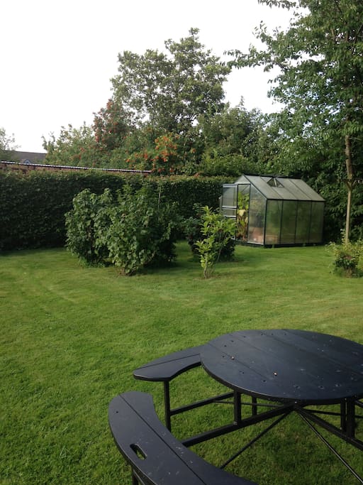 Our garden