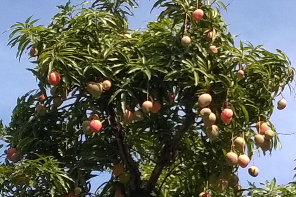 alberi di mango nella struttura