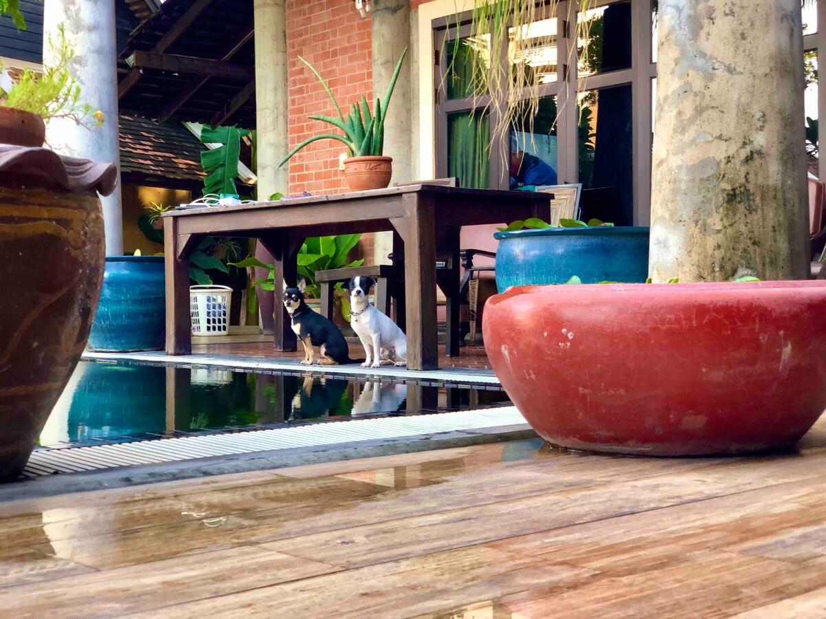 Two dogs are seen sitting beside a swimming pool, framed by planters and lush greenery. A wooden table and chairs are positioned in the background, providing a cozy seating area. The pool reflects the surrounding plants and architectural details, enhancing the serene environment.
