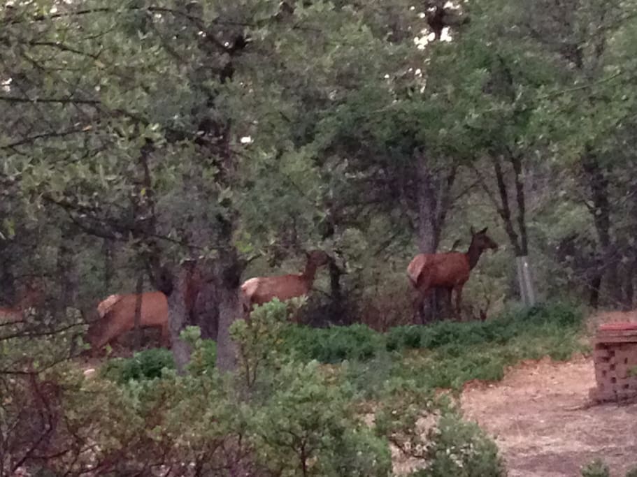 Elk & deer walk the property almost daily
