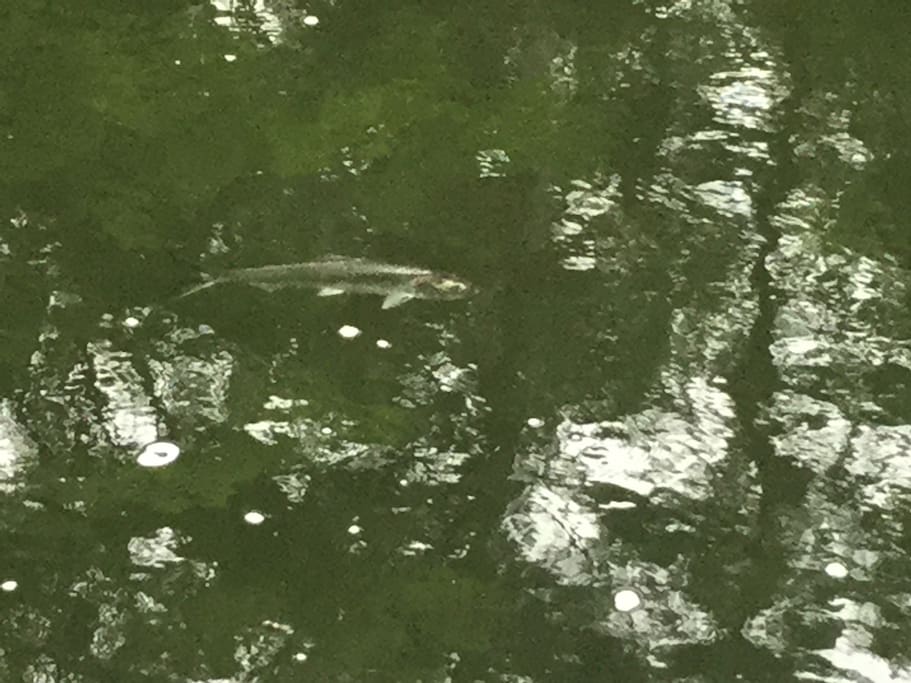 Rainbow Trout