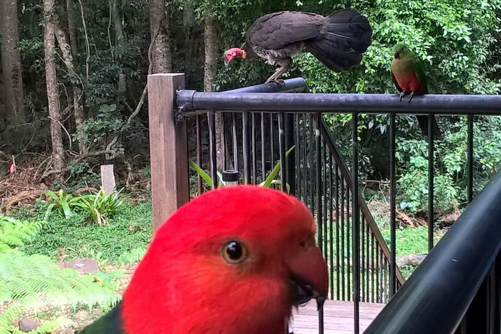 friendly visitors