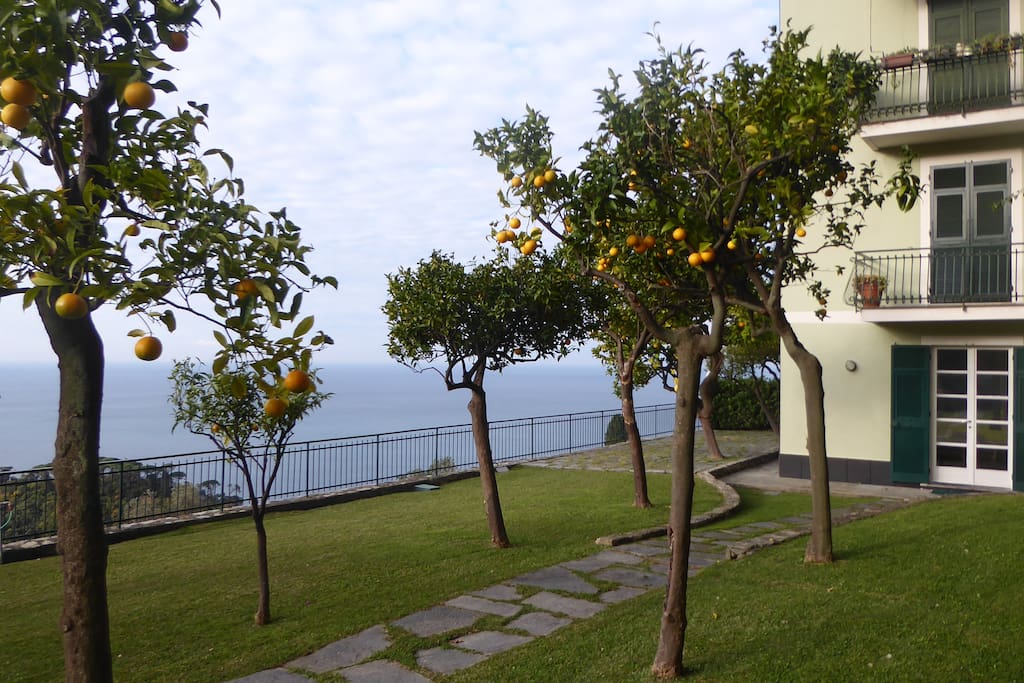 Oranges