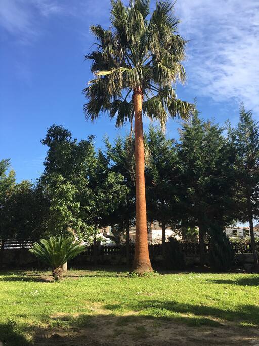 Front Yard