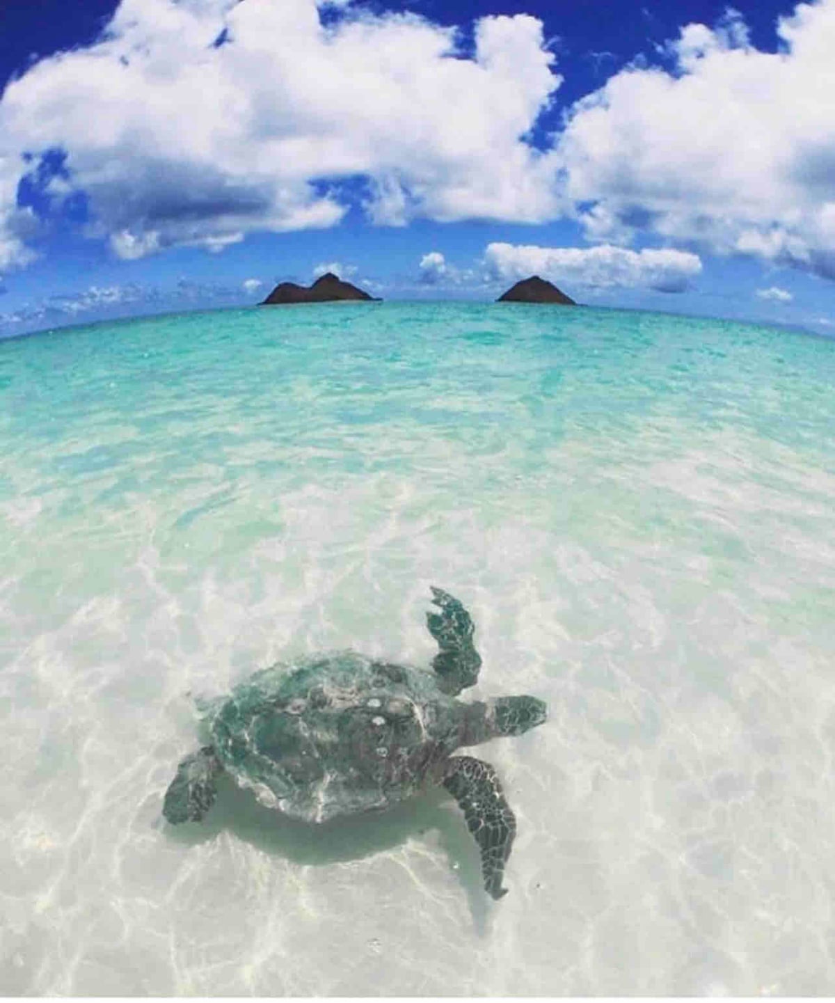 A sea turtle glides gracefully in the clear, turquoise water, just beneath the surface. In the background, two small islands rise against a bright blue sky dotted with fluffy white clouds, creating a serene coastal atmosphere.