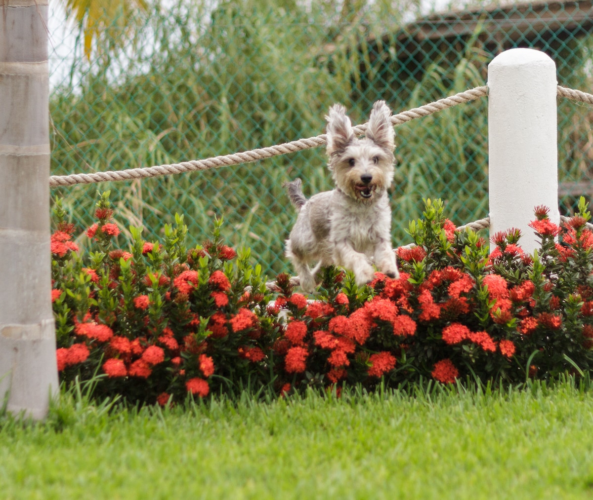 A small dog is seen playfully navigating through vibrant red flowers, surrounded by lush green grass. A white post and rope line provide context to the garden area, which showcases the natural beauty of the surroundings.
