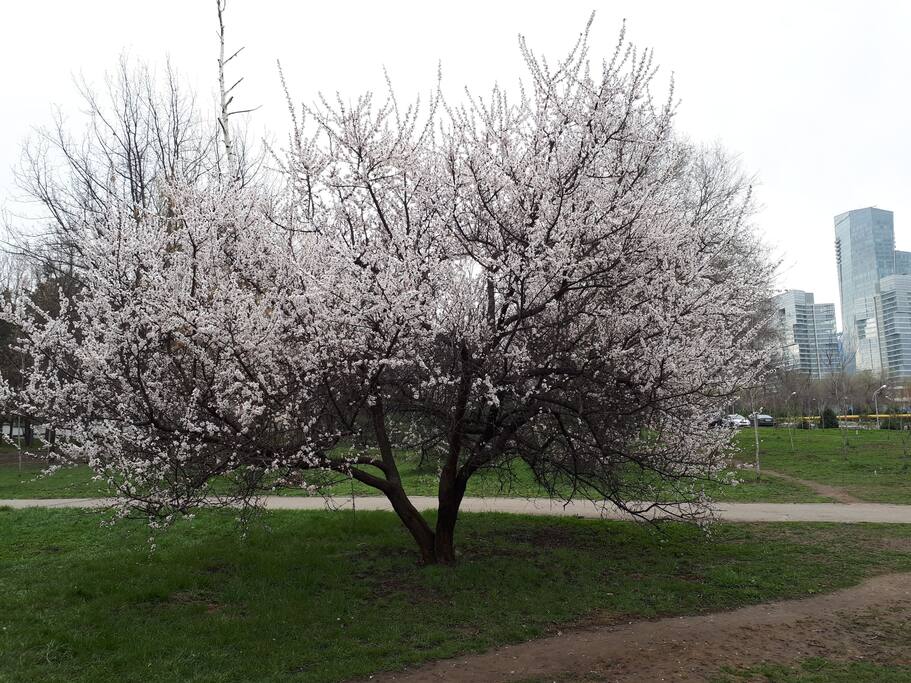 Парк возле дома