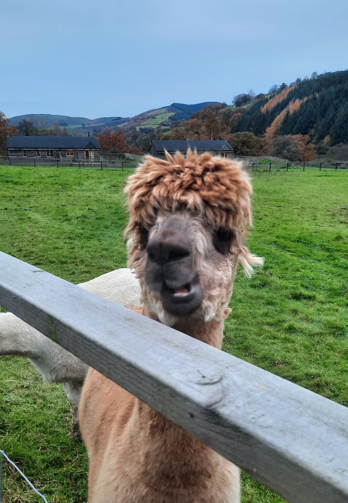 An alpaca is seen close to a wooden fence, its friendly face and distinctive fluffy coat highlighted. The backdrop features lush green grass and rolling hills, indicating the rural setting of the Cambrian Mountains. Other cabins can be glimpsed in the distance among the trees.