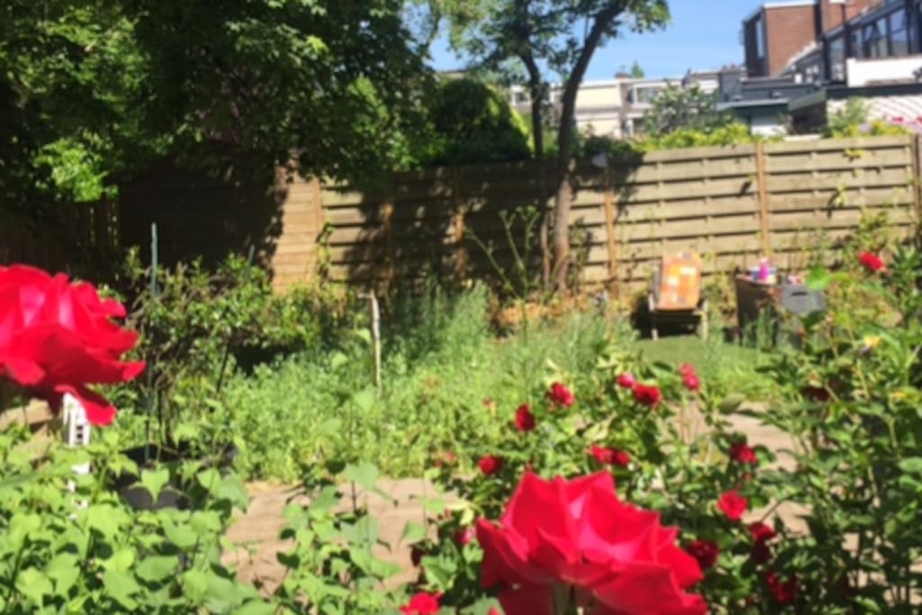 Our lovely big nature garden in the middle of the city!