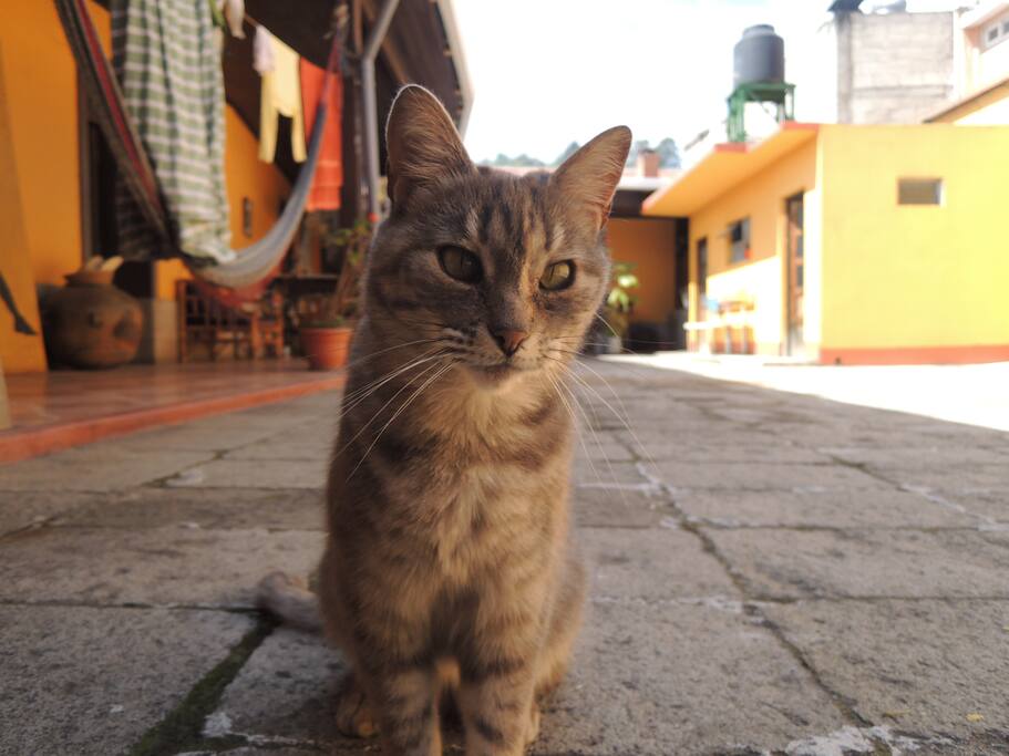 Suave compañía
