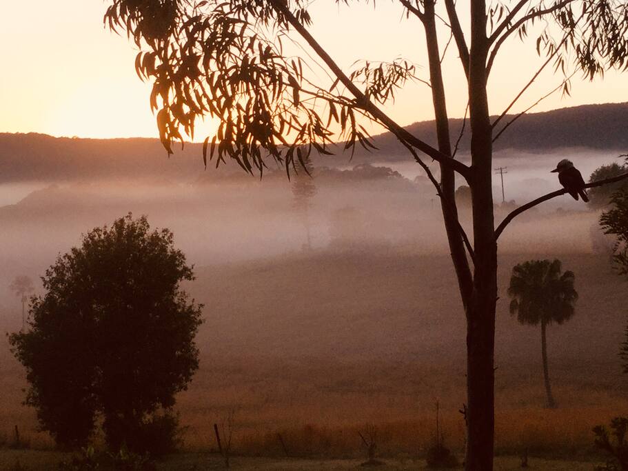 Sharing the misty dawn with a kookaburra