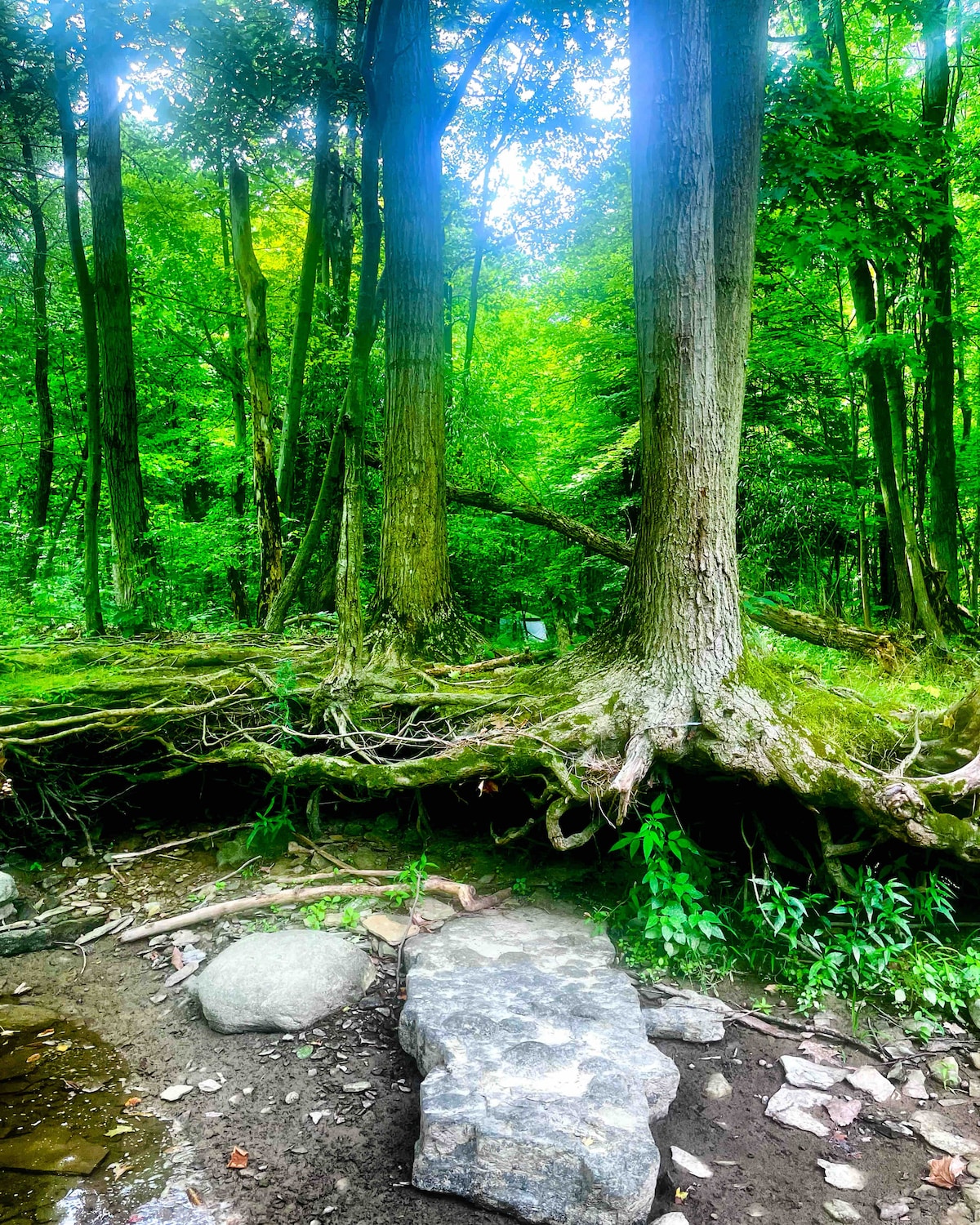 A serene forest scene is captured, featuring towering trees with expansive roots spreading over a rocky surface. Lush greenery envelops the area, and dappled sunlight filters through the leaves, creating a peaceful atmosphere near the water's edge.