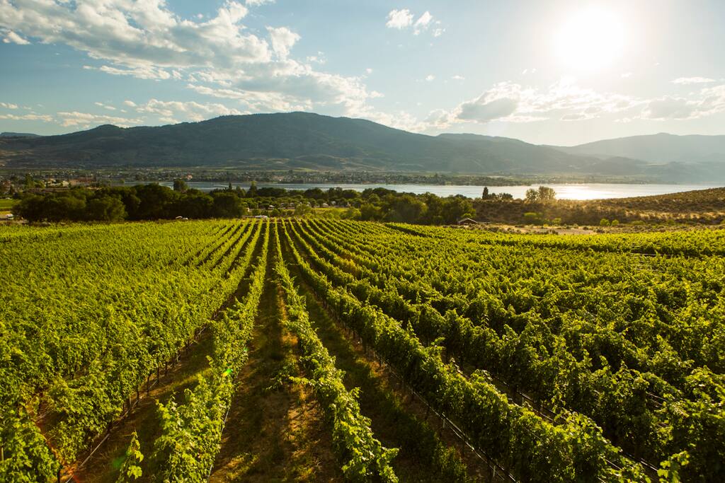 Orchard view