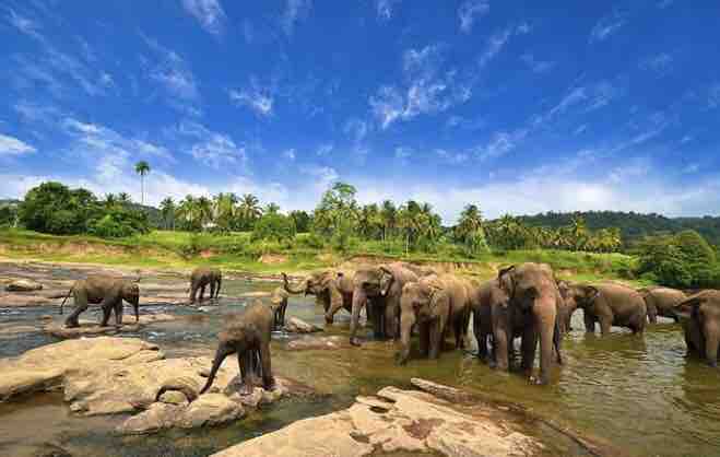 A serene river scene captures a group of elephants wading through shallow water. The elephants vary in size and are surrounded by smooth rocks. Lush greenery and palm trees are visible in the background, under a clear blue sky with scattered clouds.