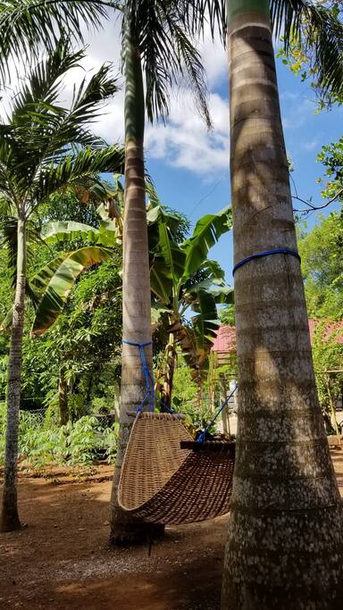 Hammock amidst lush greenery