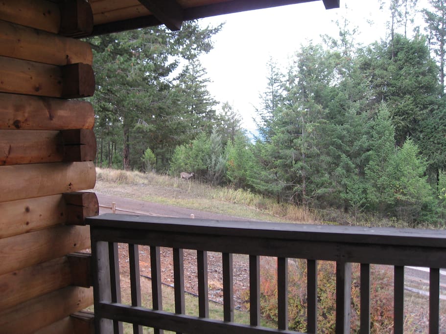 Peek-a-boo view of Flathead Lake and a curious deer wandering by.