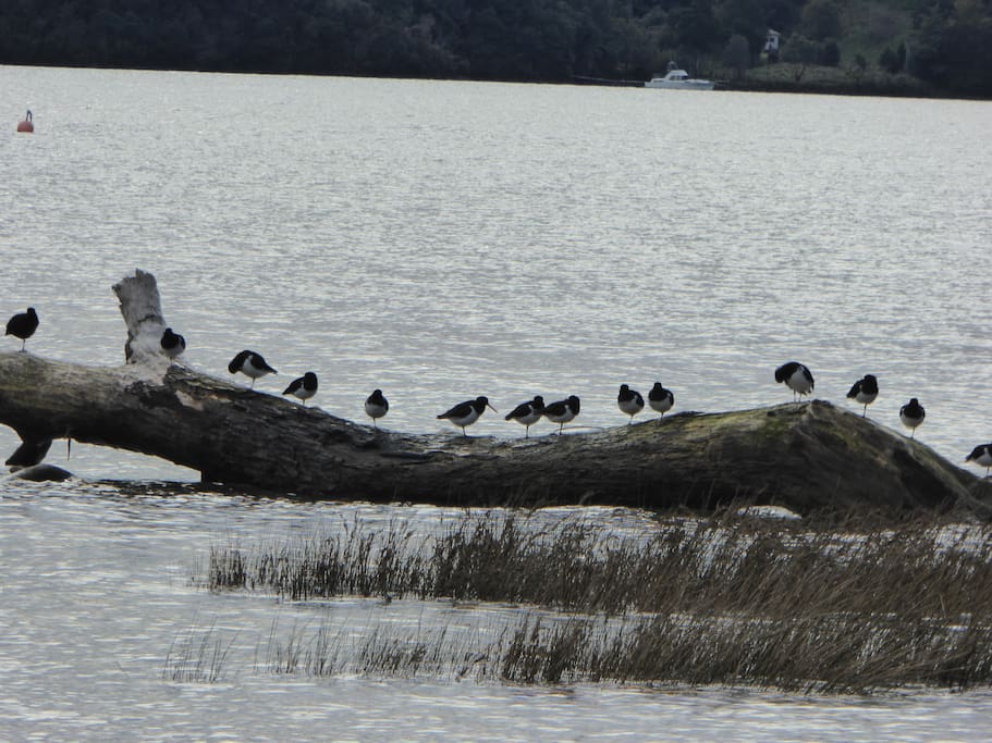 The seabirds love the log in the bay.