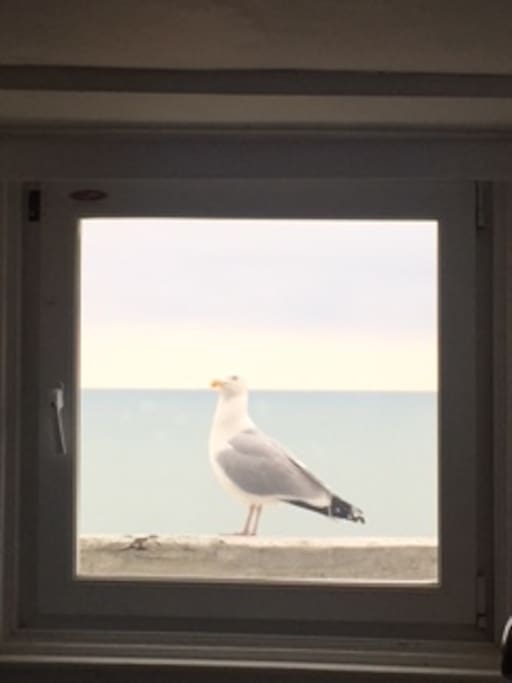 A local visitor who is a protected species.