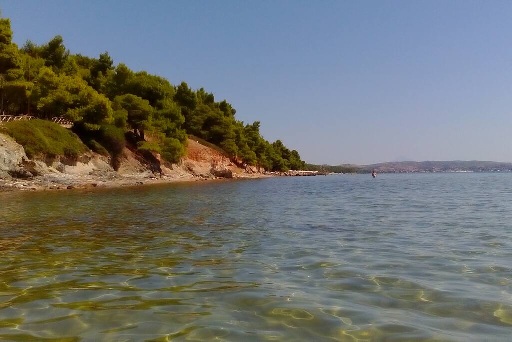 pineforest and sea toghether