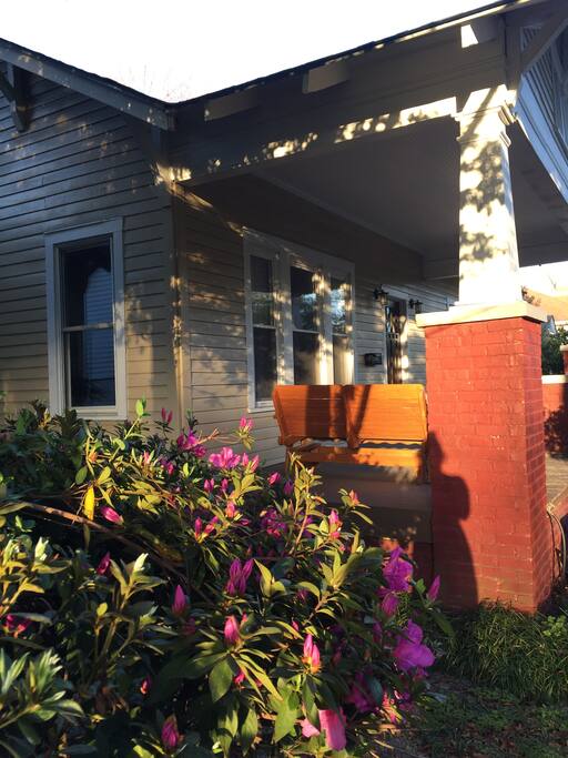 Azaleas are in bloom!