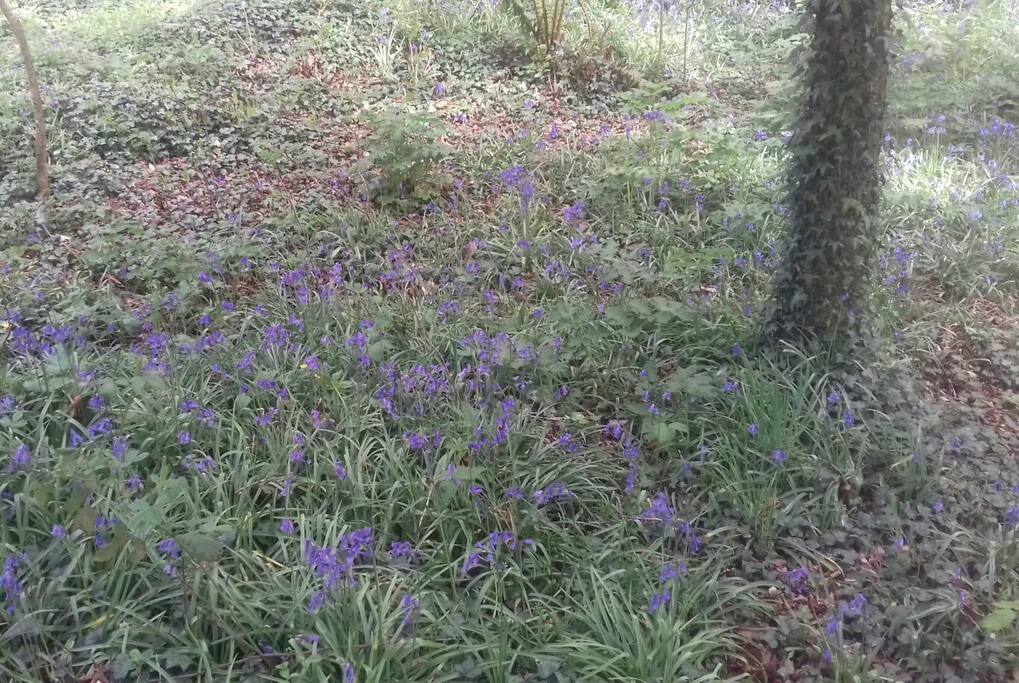 Bluebell carpet
