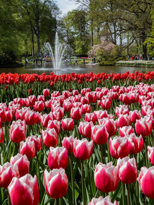 In het voorjaar bloeit Keukenhof zo mooi! Slechts 10 minuten met de auto.