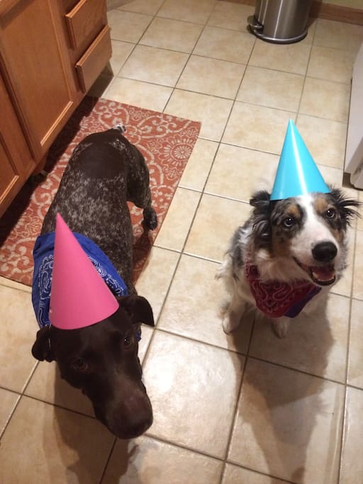 Stella and Odie, who really run the show!